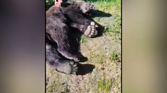 В Кимрах поймали и усыпили медведя