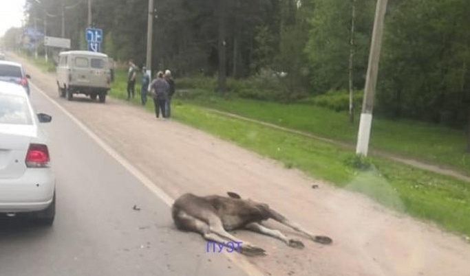В Твери под колесами автомобиля погиб лосёнок