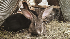 Кролиководческие хозяйства поддержат в Тверской области