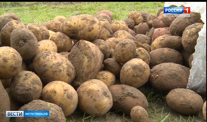   Жители Тверской области собрали урожай картофеля гигантских размеров