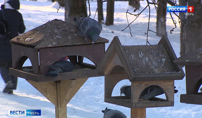 Жителям Тверской области предлагают покормить птиц 