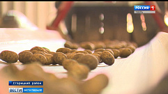 Тверская область бьет рекорды по уборке картофеля