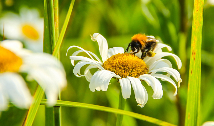 У пчел в Тверской области выявили опасную болезнь