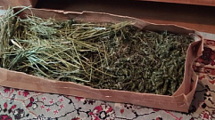 У жителя Тверской области дома нашли более 1 кг марихуаны