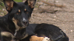 В Твери догхантеры снова травят собак: хозяйский пёс погиб от разбросанного яда