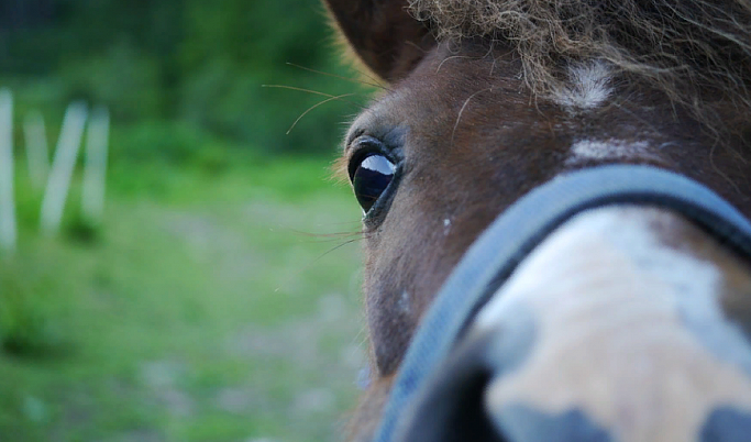 За кражу коня жительнице Тверской области назначили полгода лишения свободы 