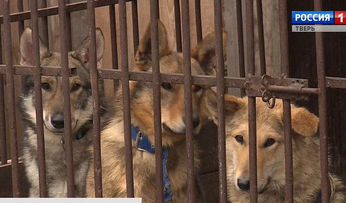 Тверские следователи выясняют обстоятельства нападения стаи собак на горожан