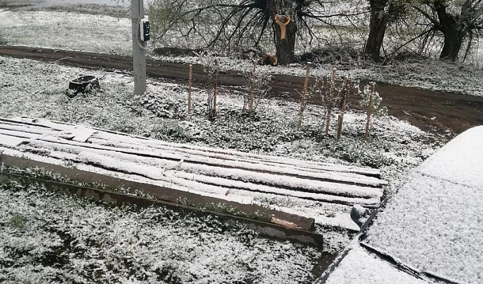 В Тверской области прошел майский снег