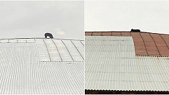 На крыше одного из домов в Твери поселилась собака