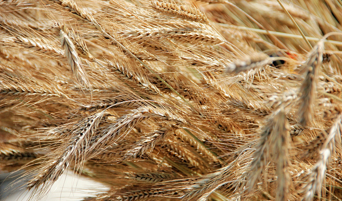В Тверской области завершается уборка озимых зерновых
