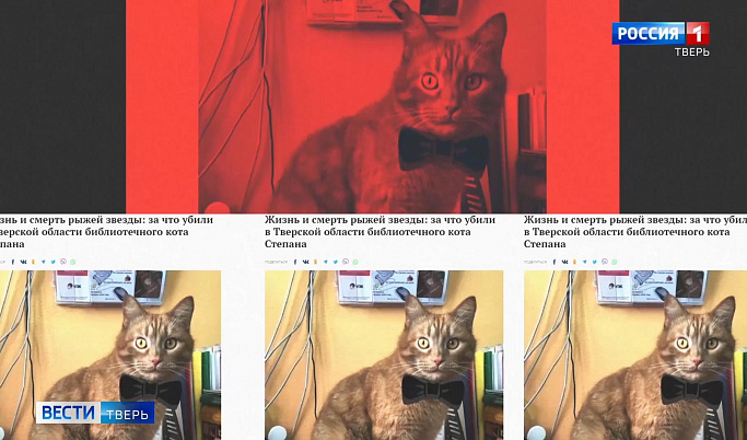 Дело кота Степана: кого взяли на место известного SMM-мяунджера в библиотеке Тверской области