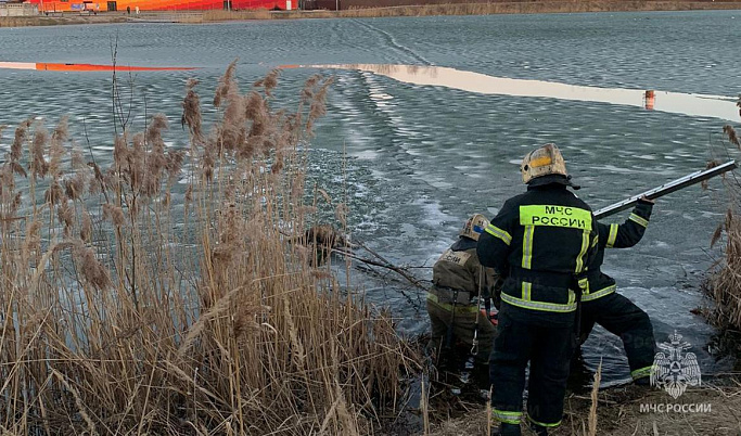 В Тверской области сотрудники МЧС спасли собаку, провалившуюся под лед 