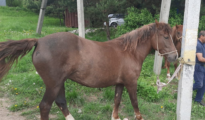 В Тверской области 46-летний мужчина украл трех коней 