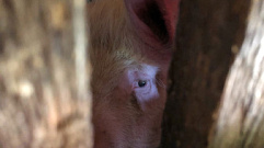 У свиней в Тверской области выявили африканскую чуму 