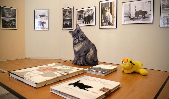 Тверитян ждут на выставках «Золотой поцелуй» и «Мартовские коты»