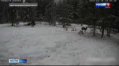 Более двадцати благородных оленей выпустили на волю в Тверской области