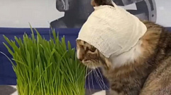 В Твери спасают котенка Флинта с тяжелыми ранами головы и глаза