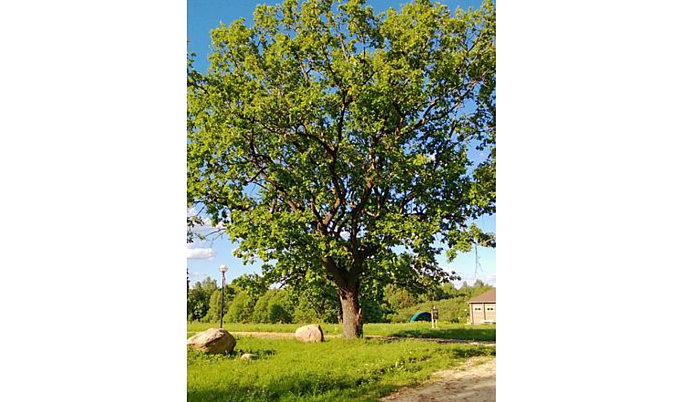 200-летний дуб из Тверской области участвует в конкурсе «Российское дерево года-2023»