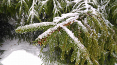 Снежная погода в Тверской области 20 декабря