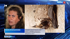 Незваные гости: летучие мыши поселились на чердаке дома жителей Тверской области