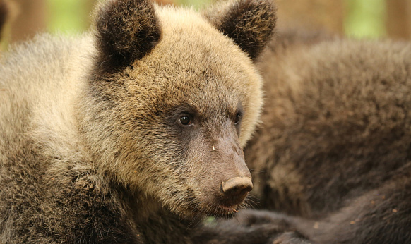 Медвежата-сироты из Тверской области готовы войти во взрослую жизнь