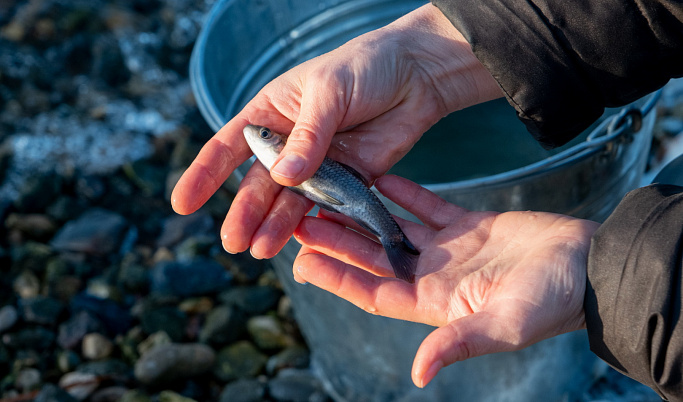 Почти 2 тонны молоди рыбы выпущено в озера–охладители Калининской АЭС