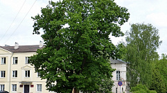 В Тверской области на 53 площадках посадят более 450 тысяч деревьев
