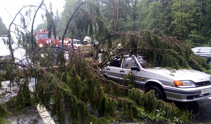 В Тверской области на трассе на автомобиль упало дерево
