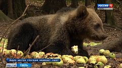 За осень в Тверской области медвежата-сироты съели семь тонн яблок