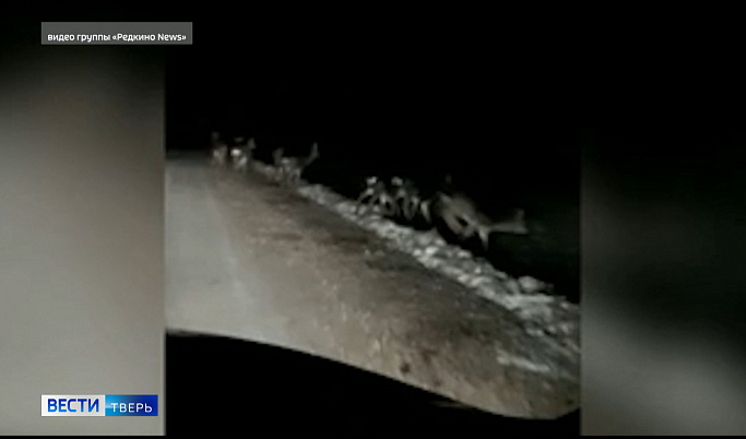 В Тверской области засняли стадо оленей у дороги