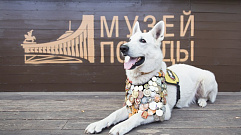 Юным жителям Тверской области предлагают нарисовать портрет фронтовой собаки