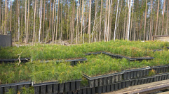 В Тверской области планируют высадить 1,5 млн деревьев