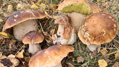 Жители Тверской области отыскали в лесу грибы-гиганты