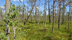 В Тверской области утвердили почти 8 тысяч гектаров охраняемой природной территории