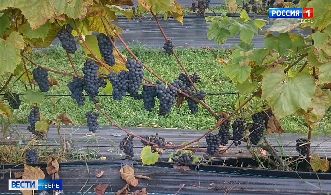 Богатый урожай винограда собрали в Нило-Столобенской пустыни