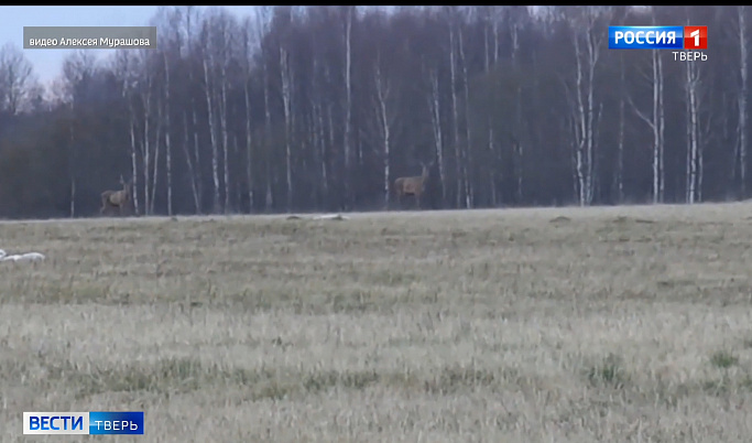 В Тверской области вновь засняли на видео оленей