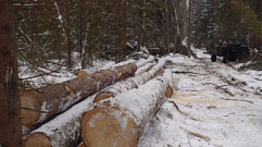 Житель Тверской области нарубил леса на 5,6 млн рублей