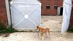В Кимрском районе собака набросилась на 4-летнюю девочку