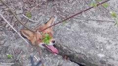 Жители тверской деревни спасли лисенка
