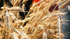В Тверской области завершился сев пшеницы