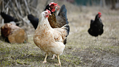 В Тверской области из-за птичьего гриппа запретили продавать домашних кур