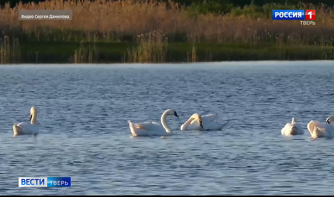 На озере в Лихославльском районе поселились лебеди