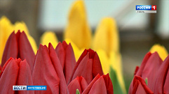 В Твери этой весной посадят более 174 тысяч цветов