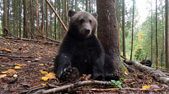 В Центре Пажетновых Тверской области засняли поющего медвежонка 
