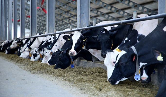 Сельхозпредприятия Тверской области увеличили производство мяса и молока в первом квартале 2023 года 