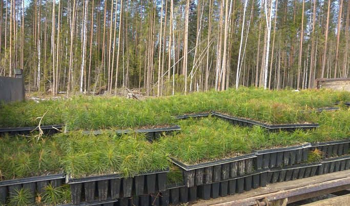 В Тверской области планируют высадить 1,5 млн деревьев