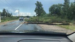 В Твери упавшее дерево перегородило дорогу 