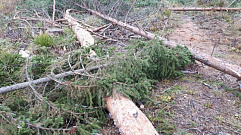 В Тверской области незаконно вырубили леса на 1,5 млн рублей