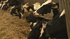 В Тверской области женщина, пытаясь продать корову, отдала «покупателям» около 50 тыс. рублей