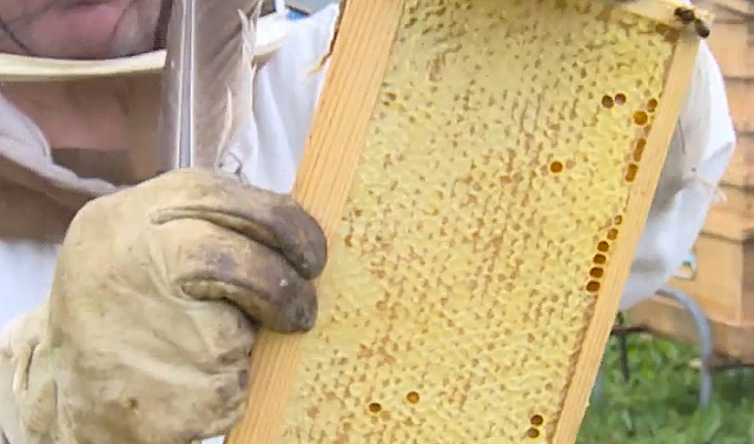 Опасного паразита обнаружили у пчел в Зубцовском районе